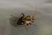 Polymerus unifasciatus