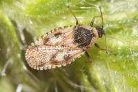 Dictyla echii