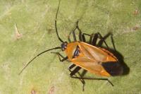 Calocoris nemoralis