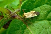 Adelphocoris