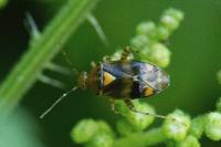 Deraeocoris ruber