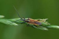 Leptopterna dolabrata