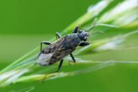 Peritrechus gracilicornis