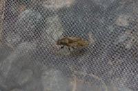 Heterogaster urticae
