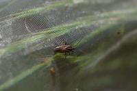 Horistus orientalis