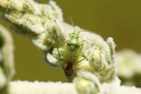 Closterotomus norwegicus