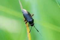 Capsus ater