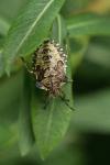 Pentatoma rufipes