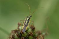 Stenotus binotatus