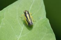 Evacanthus interruptus