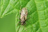 Heterogaster urticae