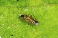 Plagiognathus arbustorum
