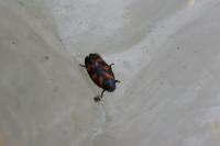 Cercopis sanguinolenta