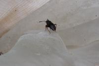 Capsus ater