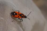 Melanocoryphus albomaculatus