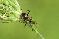 Himacerus apterus