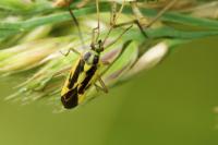 Stenotus binotatus
