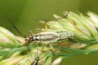 Leptopterna dolabrata