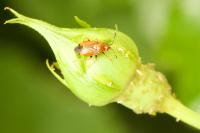 Deraeocoris ruber