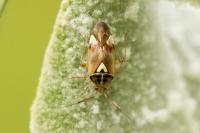 Lygus pratensis