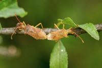 Gonocerus acuteangulatus