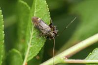 Closterotomus fulvomaculatus