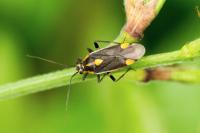 Capsodes flavomarginatus