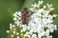 Calocoris nemoralis
