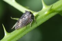 Centrotus cornutus