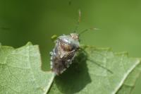 Elasmucha grisea