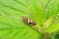 Philaenus spumarius