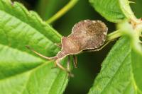 Enoplops scapha