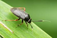 Capsus ater