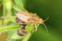 Rhopalus