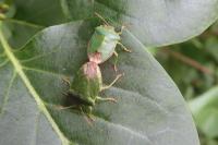 Palomena prasina