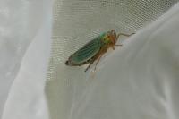 Cicadella viridis