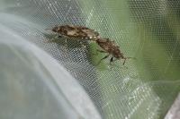 Heterogaster urticae