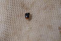Geocoris erythrocephalus