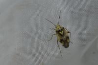 Lygus pratensis
