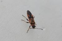 Arocatus roeselii