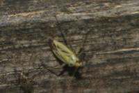 Stenotus binotatus