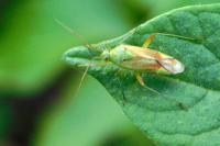 Closterotomus norwegicus