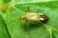Adelphocoris