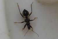 Himacerus mirmicoides