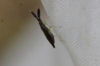 Heterotoma planicornis