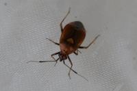 Deraeocoris ruber
