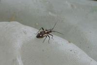 Capsodes sulcatus