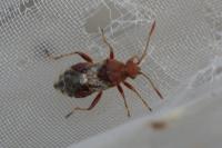 Rhopalus subrufus