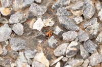 Melanocoryphus albomaculatus