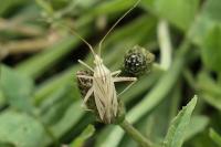 Miridius quadrivirgatus